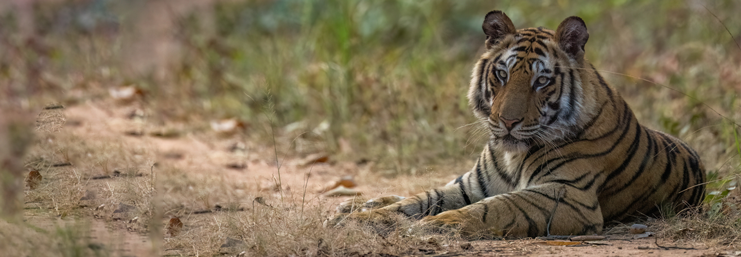 Bandhavgarh National Park - Royal Bengal Tigers